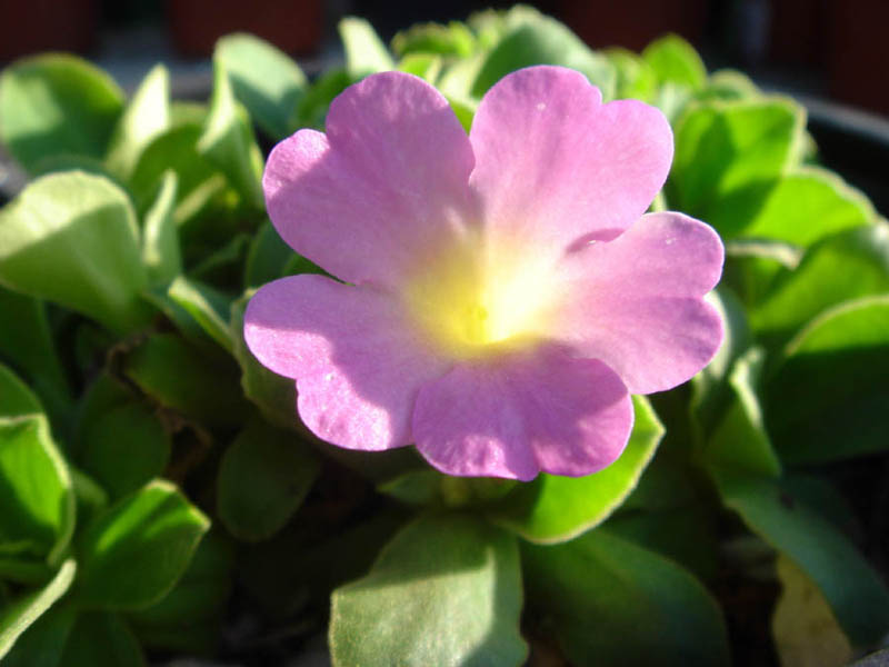 Primula allionii 'Hemswell Blush' in bloom on the shaded limestone cliffs of the Alpes-Maritimes